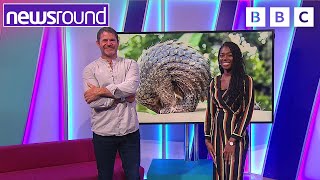 Steve Backshall How you can help the environment cheeky lionesses amp weird animals  Newsround [upl. by Ennaj]