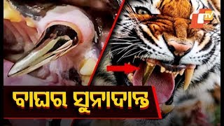 Must Watch Bengal Tiger Gets Gold Tooth [upl. by Roe]