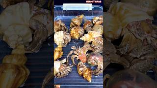 The Secret Life of Hermit Crabs  Crab Mukbang hermitcrabs crabasmr crab shorts trebdingshort [upl. by Jonah]