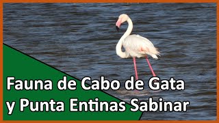 🟠 Fauna del Cabo de Gata y Punta Entinas Sabinar  BIRDING ALMERÍA 🦩🦩 [upl. by Valoniah]