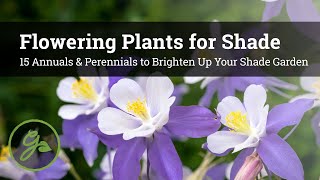 Flowering Plants for Shade  15 Annuals amp Perennials to Brighten Up Your Shade Garden [upl. by Nylak]