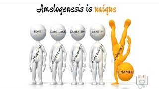 Amelogenesis [upl. by Haukom62]