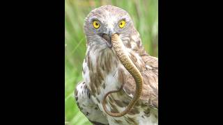 Honey Buzzard Baffles Bees🦅 [upl. by Zetnom]