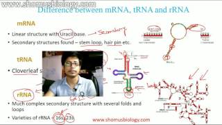 mRNA tRNA and rRNA [upl. by Farman]