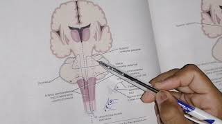 Other ascending tracts part 1 Spinocerebellar tracts  spino tectal pathway  neuroanatomy [upl. by Burtis]