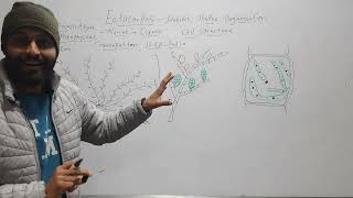 Ectocarpus Habit Thallus Structure Cell Structure [upl. by Assener]