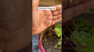 A NutrientRich secret in the garden Purslane homegrown homegarden shortsvideo plants garden [upl. by Nnahgem]