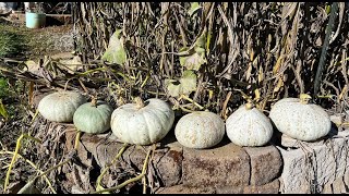 Harvesting Sweet Meat Winter Squash [upl. by Sille]