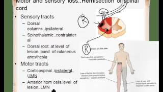 ipsilateral contralateral [upl. by Berthold]