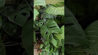 New leaf in monstera plant KAARIGIRIbyMayuriPatel gardening monstera ytshorts [upl. by Guinevere]