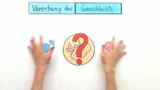 VERERBUNG DES GESCHLECHTS  Biologie  Genetik und Entwicklungsbiologie [upl. by Pippa915]