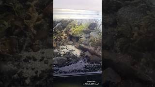 My MicroNano Paludarium Progress terrarium [upl. by Troc]