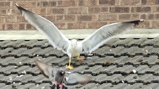 Shocking moment Seagulls attacked innocent pigeon  Seagull killing pigeon [upl. by Noled]