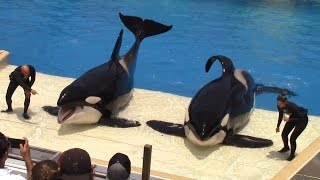 One Ocean Full Show at SeaWorld San Diego on 62416 [upl. by Johppa88]