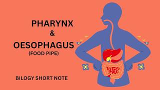 Oesophagus Digestionll Pharynx and Oesophagus physiology [upl. by Kori]