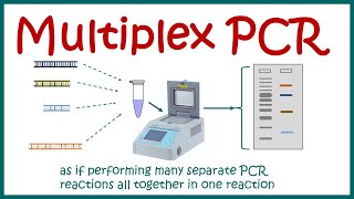 Multiplex PCR [upl. by Yendahc]