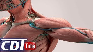 7 solutions maison pour réduire les spasmes musculaires  CDT NEWS [upl. by Aihsenyt599]