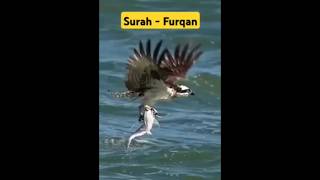 Surah Furqan allah islamshortvideo quran muslim love [upl. by Eibot]