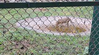 Chita Leopard at Bengal Safari at Silliguri [upl. by Breana]