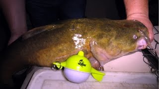 Catching Flathead Catfish with the Sonarphone TPOD by Vexilar [upl. by Gairc]