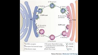 Endoplasmatisches Reticulum GolgiApparat Vorlesung Zellbiologie Teil 15 [upl. by Goran]