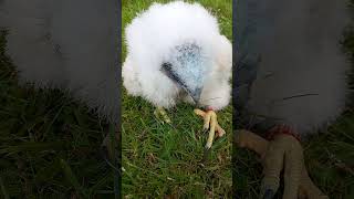 FEEDING A BABY PEREGRINE 3 [upl. by Switzer]