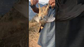 chukar hunting in january😍chukar hunting [upl. by Louie]