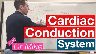 Cardiac Conduction System  Cardiology [upl. by Winton146]