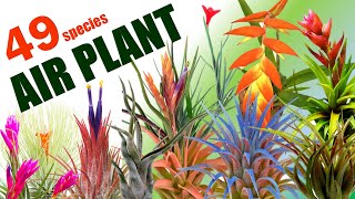 49 TILLANDSIA OR AIRPLANT SPECIES  HERB STORIES [upl. by Eilrak]