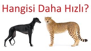 Çita ve Dünyanın En Hızlı Köpeği [upl. by Beichner]