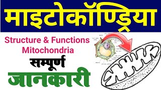 mitochondria  mitochondria structure and function in hindi  maitrokandriya ki sanrachna karya khoj [upl. by Leighland]