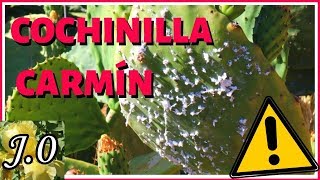 DETECTAR y eliminar la cochinilla del carmín EN EL JARDÍN Jabón potásico y tratamiento mecánico [upl. by Eelyme227]