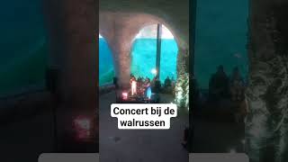 Concert bij de walrussen in Pairi Daiza [upl. by Akceber]