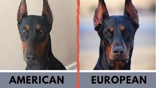 American Doberman vs European Doberman Difference [upl. by Fording]