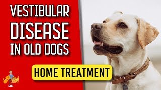 5 Essential Home Treatment Tips for Old Dog Vestibular Disease  Dog Health Vet Advice [upl. by Amalita]