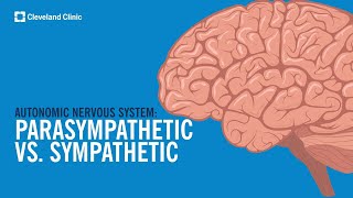 The Autonomic Nervous System Sympathetic vs Parasympathetic Explained [upl. by Akenihs431]