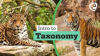 Introduction to Taxonomy [upl. by Schatz]