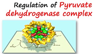 Regulation of pyruvate dehydrogenase complex [upl. by Eleonora]