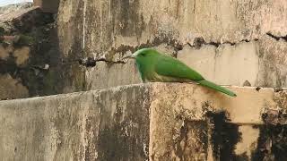 Bluebearded Beeeater sitting on stairs and catching flies [upl. by Amsa]