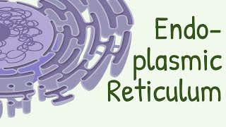 Endoplasmic Reticulum Structure amp Functions [upl. by Carmelia357]