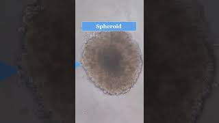 Spheroid analysis with image j spheroid imagej analysis cell shorts short [upl. by Elletsirhc606]