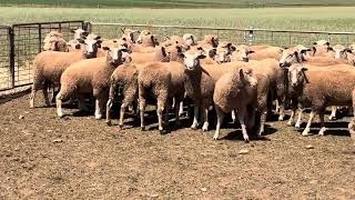 100 NSM FX BL EWES AUGSEPT 2023 DROP MULESED AC SPICERS RUN [upl. by Alba]