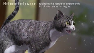 How FELIWAY is detected by cats and the benefits of the feline facial pheromone [upl. by Frieder]