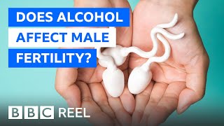 Does alcohol affect male fertility  BBC REEL [upl. by Irami]