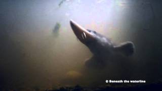 Atlantic Sturgeon Acipenser sturio Underwater UK [upl. by Adaurd96]