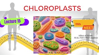 chloroplasts neetexam ncertbiology ncertsolution viral [upl. by Anialad]