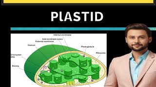 Plastid  what is plastid  Biology class 9 stbb [upl. by Atteugram]