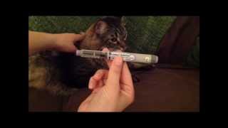 Lantis Pen For Diabetic Pets [upl. by Brier]