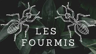 °LES FOURMIS EN 2 MINUTES° HDFr Myrmécologue [upl. by Zorana]