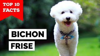 Bichon Frise  Top 10 Facts [upl. by Nagaer]